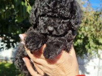 YAVRU TOY POODLE BEBEKLER