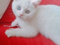 British shorthair yavrumuz