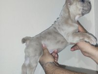 French bulldog yavrularımız