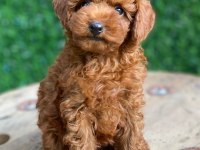 Toy Poodle Bebekler