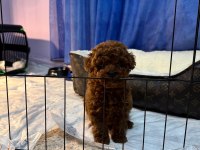 Orjinal İzmir de ev üretimi wc eğitimli poodle