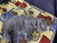 2 aylık british shorthair yavru kedilerimiz