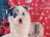 Border collie bebeklerimiz ruhsatlı çiftlikten