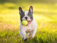Yavru fransız bulldog