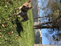 NEW SHADE IZABELLA TAN FRENCH BULLDOG