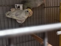 3 Aylık Yavru Takım Mutasyon Forpus