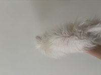 3 aylık pomeranian beyaz erkek sahiplendirilecektir