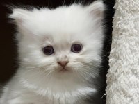 27 mayıs doğumlu 4 adet yavru scottish fold