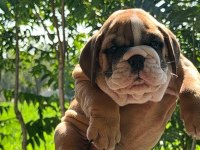 TOMBİŞ BULLDOG ÇOCUKLAR