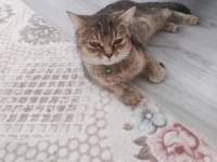 British tekir kırması akıllı bir kedi