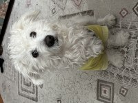 Erkek Maltese Terrier