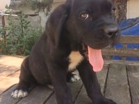 Safkan cane corso yavrular İstanbul da