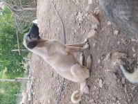 BONCUK YENİ YUVASINI ARIYOR