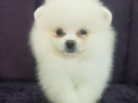 Pomeranian dişi ve erkek mevcuttur