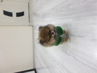Erkek Pomeranian Boo 2,5 aylık