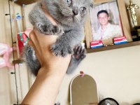 Uygun British shorthair Yavrular