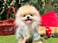 Erkek dişi pomeranian yavrular