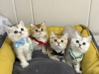 Kaliteli British Shorthair Bebekler Geldi