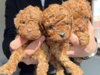 RED BROWN KORE TOY POODLE YAVRULAR
