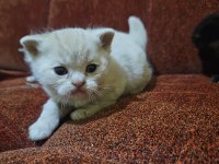 Scottish fold garibanlar yuva bekliyor