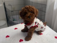 3 aylık poodle