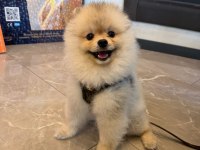 Pomeranian boo oğluma eş arıyorum