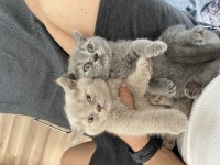 2 adet dişi A kalite yavru british shorthair