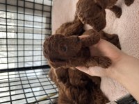 Toy Poodle Yavrularımız