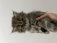 2 aylık british longhair kedisi