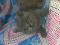 British shorthair yavru