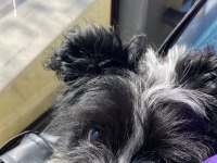 Maltipoo dişi 3 aylık