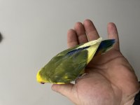Oyun Hamuru Erkek Sevda Papağanı