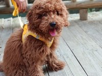 Toy Poodle Aciliyeti Var