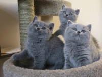 Safkan Brıtısh Shorthair Yavrularım