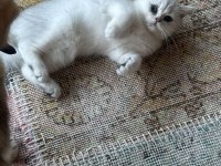 Safkan Silver British Shorthair