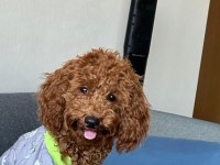 1 yaş oğlumuza dişi arıyoruz toy poodle