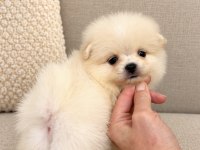 MİNİCİK AYICIK ERKEK POMERANİAN BOO KÖPEKLER