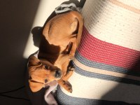 Ücretsiz sahiplendirme pinscher