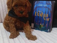 Kore Kan Red Brown Poodle Minikler