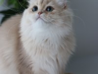 British Longhair Erkek Kedisi
