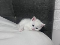 2 Aylık British Shorthair Bebişlere Yuva Arıyorum