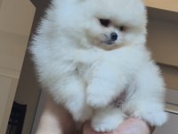MİNİ BOY ORİJİNAL IRK POMERANİAN BOO DİŞİ