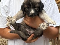Kangal yavrusu davara ve korumaya uygun