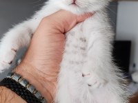 Silver british shorthair