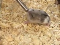 Uyguna Hamster