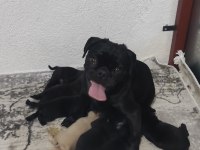 Rezerveye Açık Siyah Ve Pink Pug Yavruları