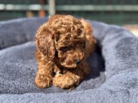 Ankaranın en seçkin redbrown kore toy poodle ları