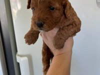 F3 maltipoo yavrular