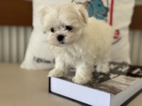 Petmode den Tea cup kore kan maltese yavrular