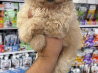 Maltipoo Yavrularımız İçin Arayabilirsiniz